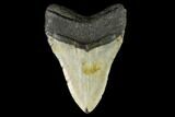 Fossil Megalodon Tooth - North Carolina #124428-2